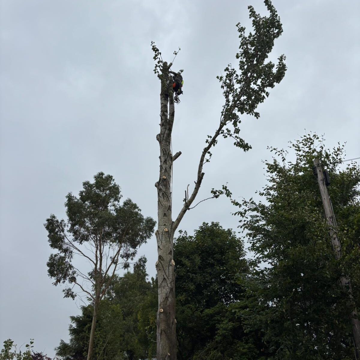 domestic tree care services