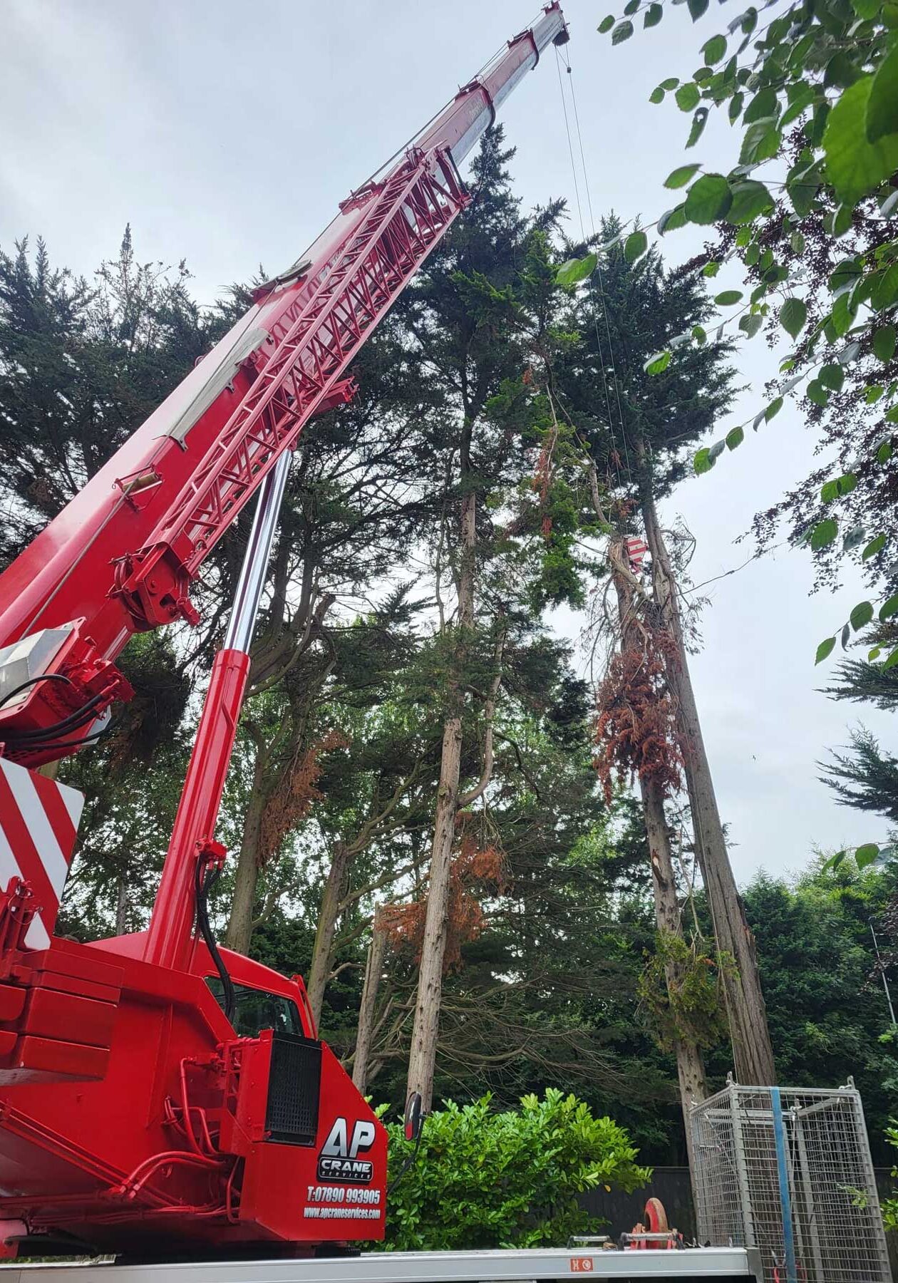 Commercial Tree Surgeon
