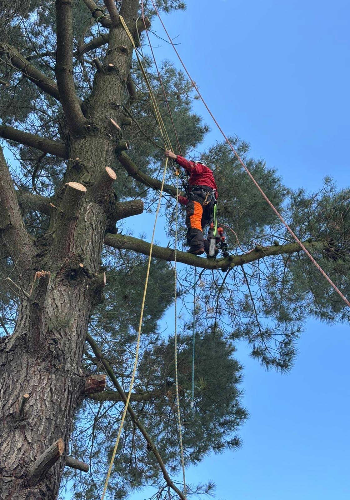 domestic tree surgeon