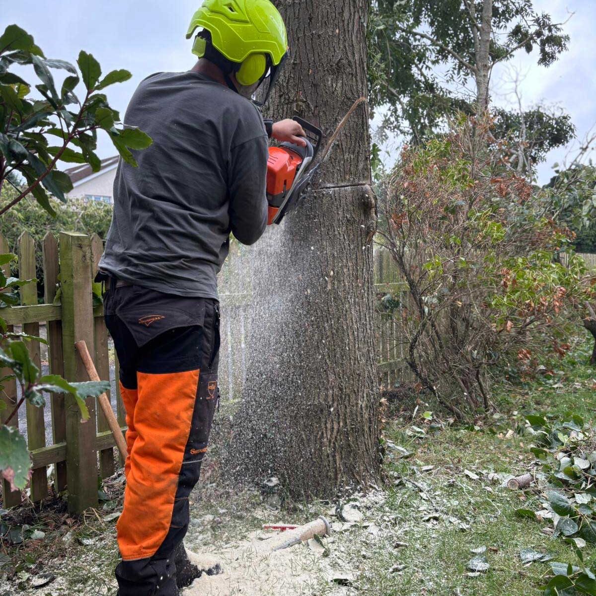 tree care services