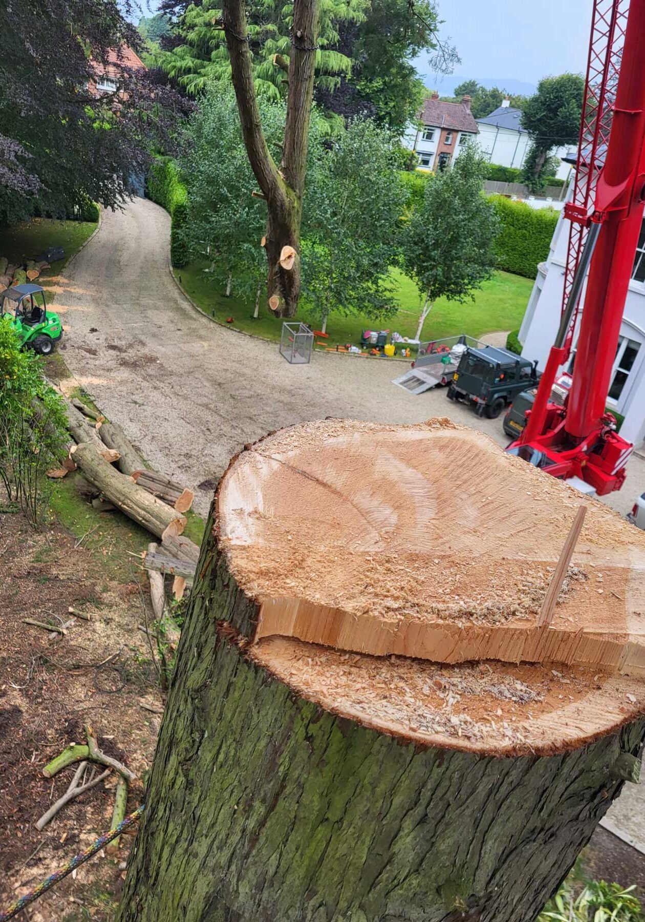 Commercial Tree Surgeon