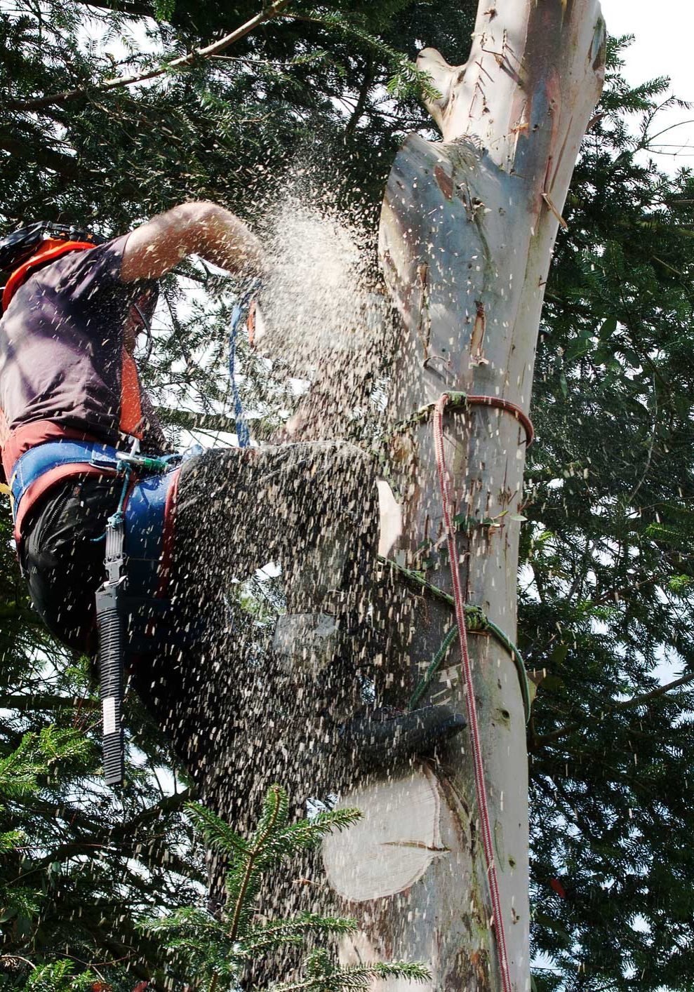 Tree Surgeon in North Down