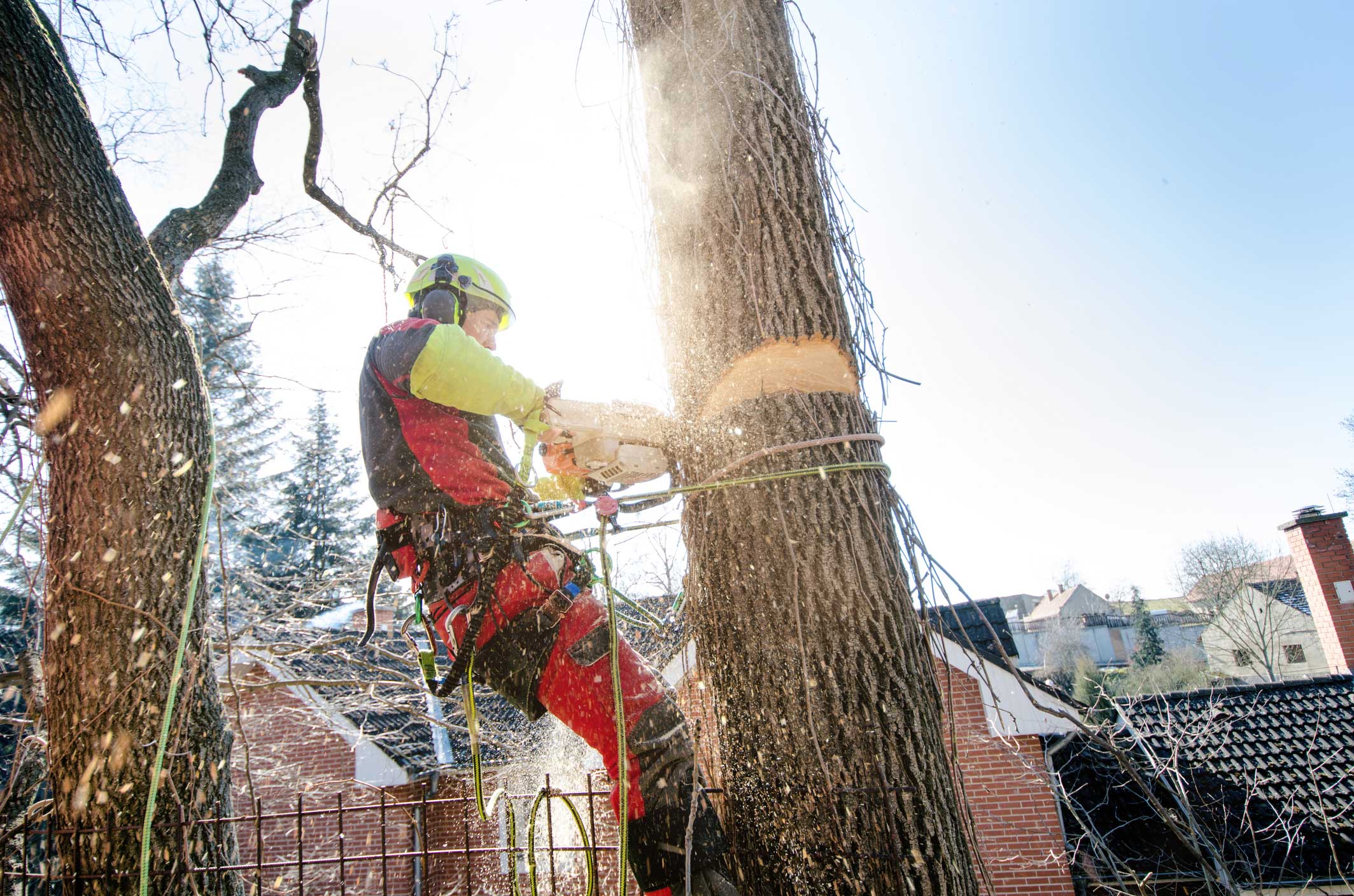 dreamstime_m_112301171 Tree Arborist in North Down