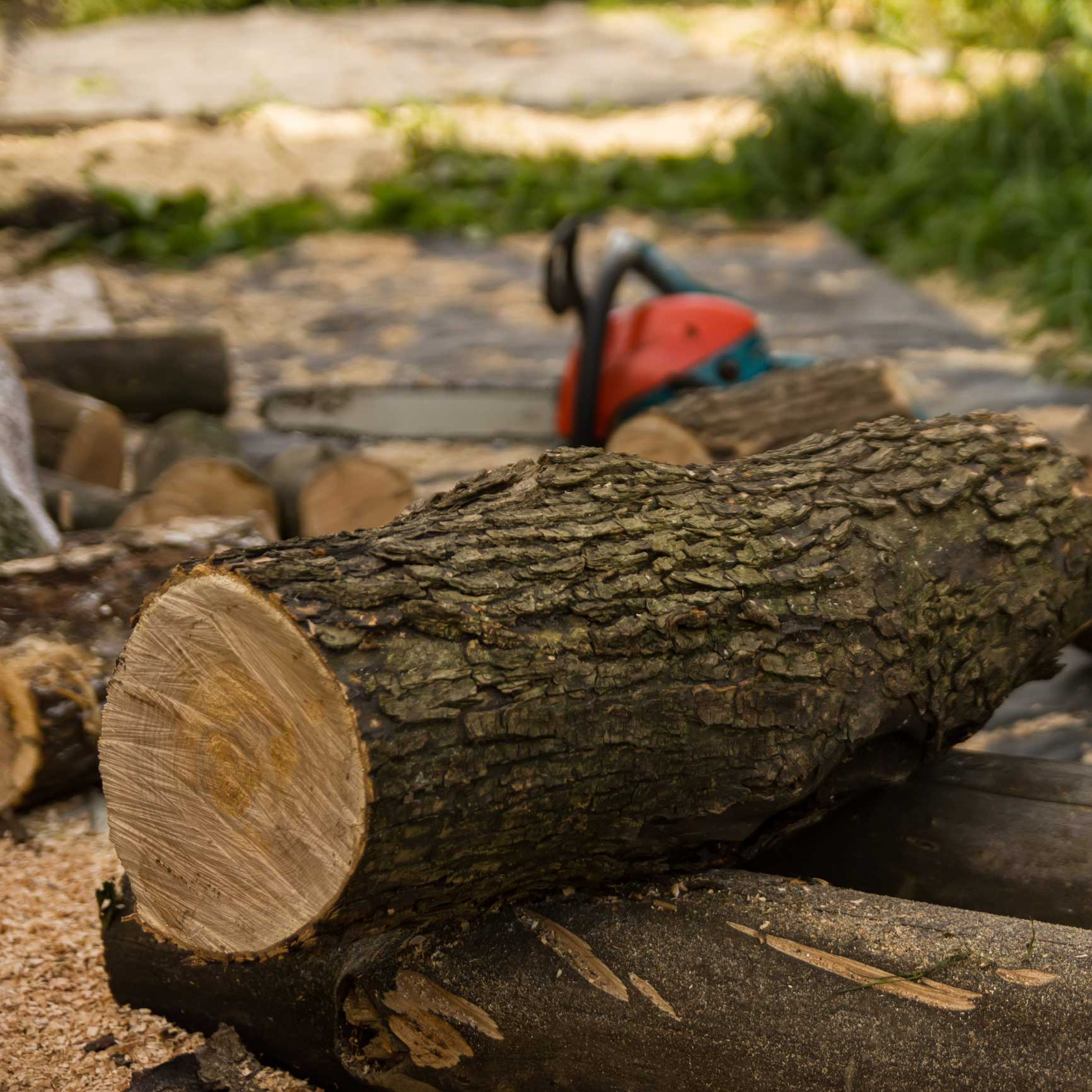 dreamstime_m_138122666 Tree Surgeon in North Down